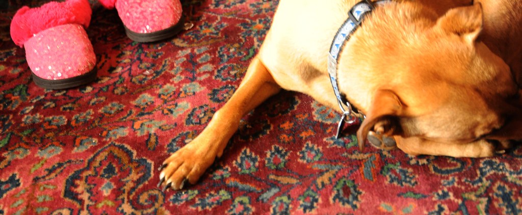 Temiz halının üstünde dinlenen köpek